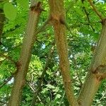 Acacia acanthaster Bark