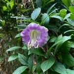 Cobaea scandens Blüte