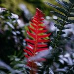 Blechnum occidentale Leht