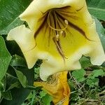 Solandra maxima Blüte