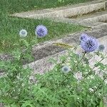 Echinops bannaticus Flower