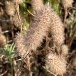Trifolium angustifolium Fula