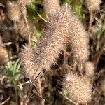 Trifolium angustifolium Blomma