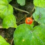 Geophila repens Fruit