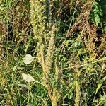 Amaranthus hybridus Habitus