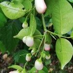 Rourea coccinea Fruit