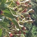 Eucalyptus sideroxylon Gyümölcs