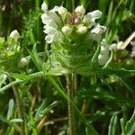 Prunella laciniata Fula