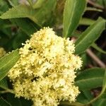 Sambucus racemosa Flor