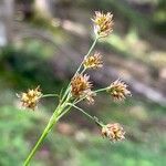 Luzula multiflora Kwiat