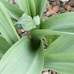 Allium giganteum পাতা