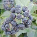 Hedera colchica Fruit