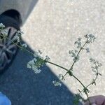 Galium albumफूल