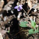 Viola sagittata Kwiat