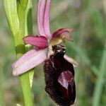 Ophrys × flavicans Flower