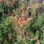 Erica ciliaris Floare