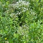 Valeriana officinalisКвітка