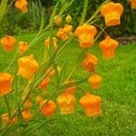 Sandersonia aurantiaca 花