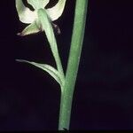 Platanthera orbiculata Flower