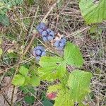 Rubus caesius Levél