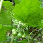 Solanum americanum Плод