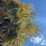 Washingtonia filifera Ліст