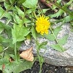 Taraxacum obliquilobum പുഷ്പം