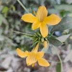 Barleria prionitis Kvet