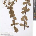 Hypericum conjungens अन्य