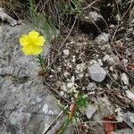 Fumana procumbens পাতা