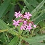 Valeriana angustifolia Blüte