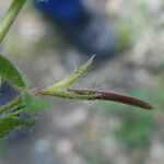 Lotus angustissimus Fruit