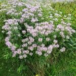 Monarda fistulosa Hábito