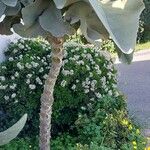 Kalanchoe beharensis Celota