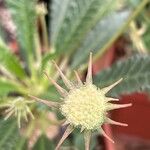 Dorstenia foetida ফুল