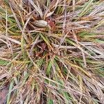 Carex spicata Folha