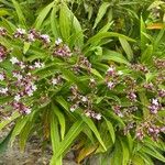 Limonium dendroides Fleur