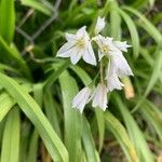 Allium triquetrum Flower