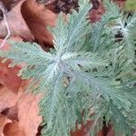 Perovskia atriplicifolia Leaf