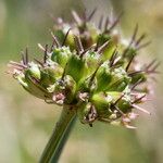 Oenanthe peucedanifolia Φρούτο