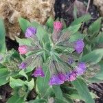 Pulmonaria mollis Blüte