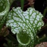 Sarracenia leucophylla 葉