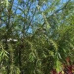 Melaleuca alternifolia Blomst