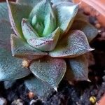 Echeveria purpusiorum Folha