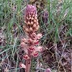 Orobanche gracilisBlüte