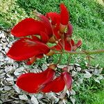 Erythrina stricta Blodyn