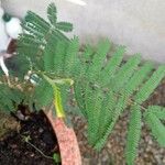 Vachellia farnesiana Blad