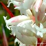 Dracophyllum ramosum Flor