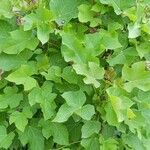 Jatropha curcas Leaf