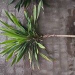 Dracaena arborea Hoja